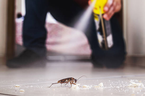 Best Flea Control Services  in Wendover, UT