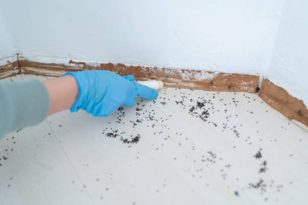Best Ant Control Services  in Wendover, UT